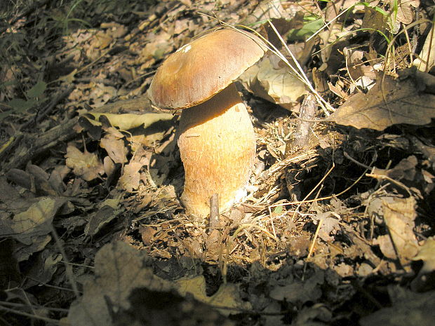 hríb dubový Boletus reticulatus Schaeff.