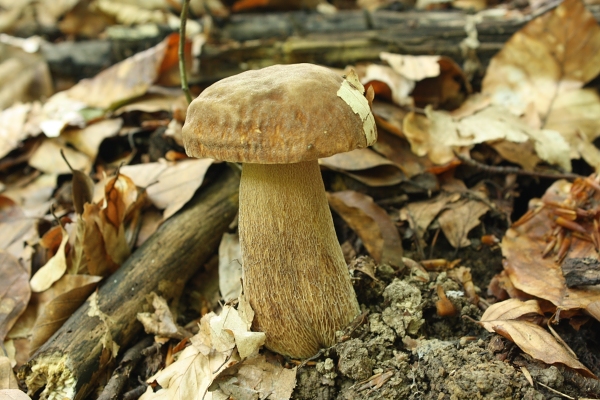 hríb dubový Boletus reticulatus Schaeff.