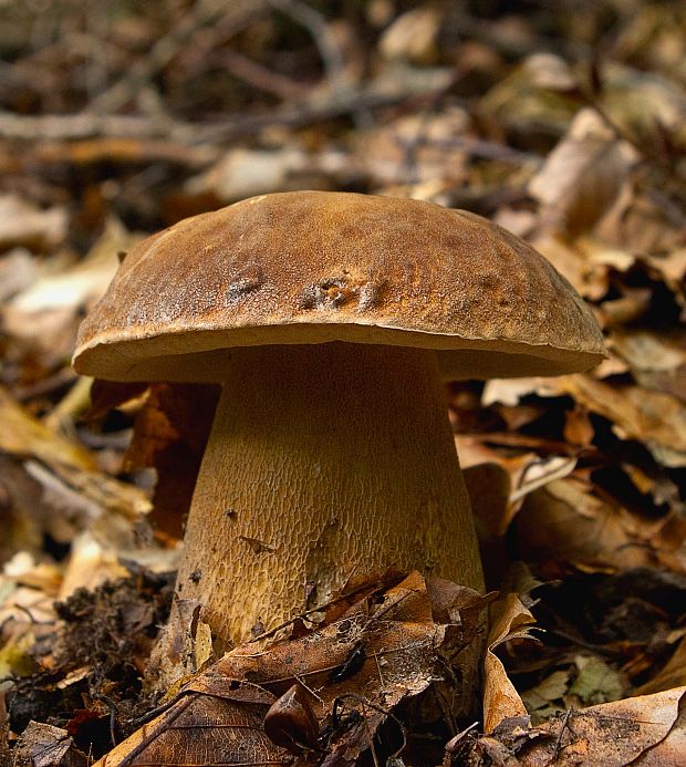 hríb dubový Boletus reticulatus Schaeff.