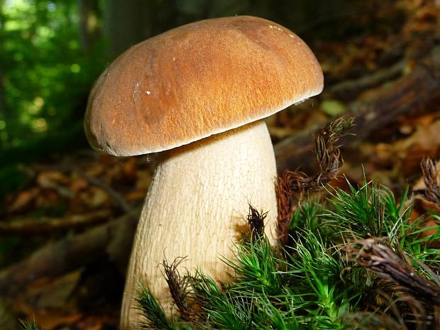 hríb dubový Boletus reticulatus Schaeff.