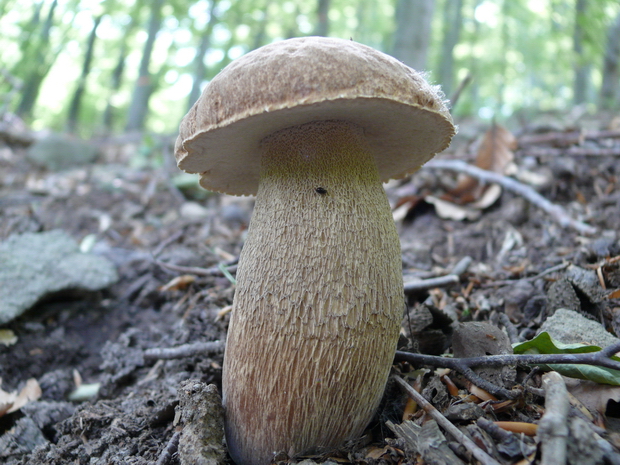 hríb dubový Boletus reticulatus Schaeff.