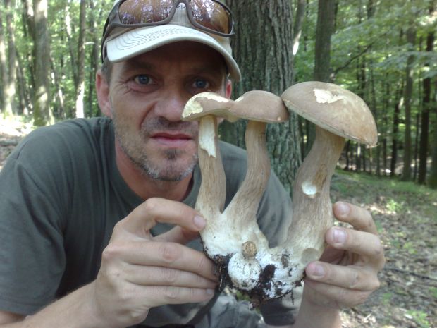 hríb dubový Boletus reticulatus Schaeff.