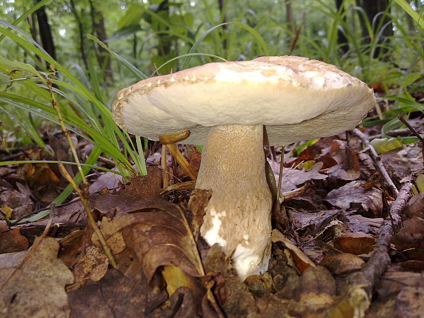 hríb dubový Boletus reticulatus Schaeff.