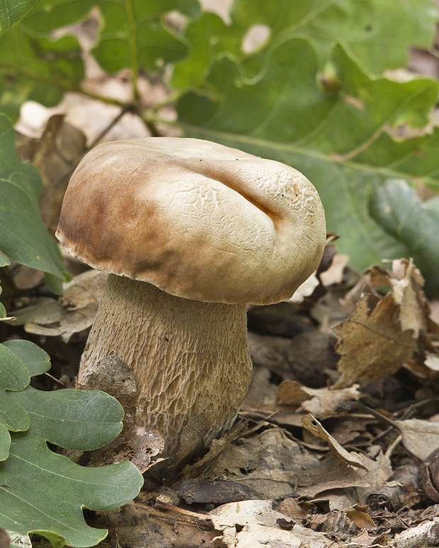 hríb dubový Boletus reticulatus Schaeff.