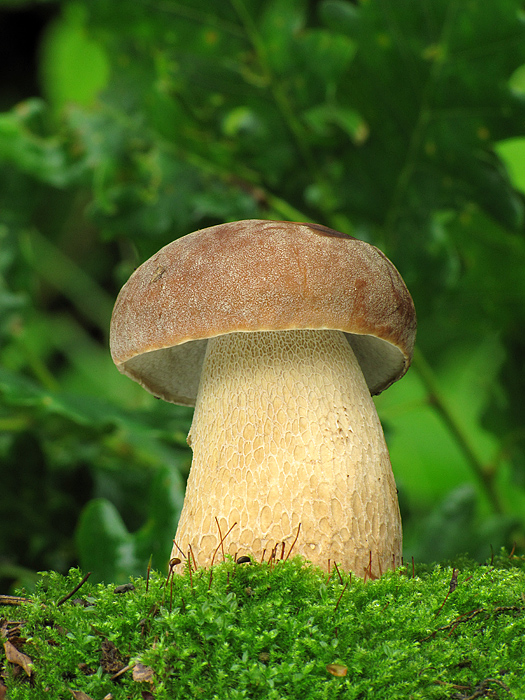 hríb dubový Boletus reticulatus Schaeff.