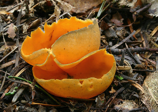 pohárovka ohnivá Caloscypha fulgens (Pers.) Boud.