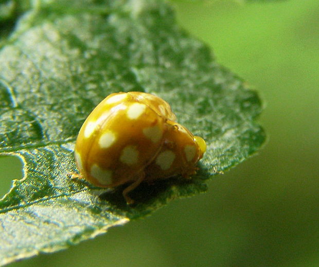 lienky Calvia decemguttata linnaeus 1767