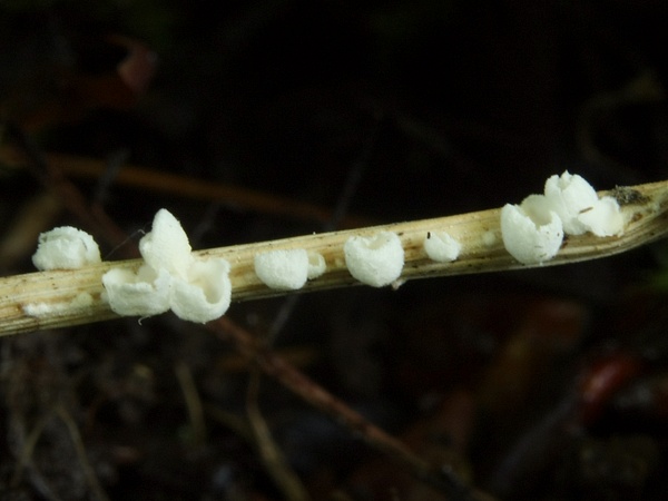 škľabôčka žihľavová Calyptella capula (Holmsk.) Quél.