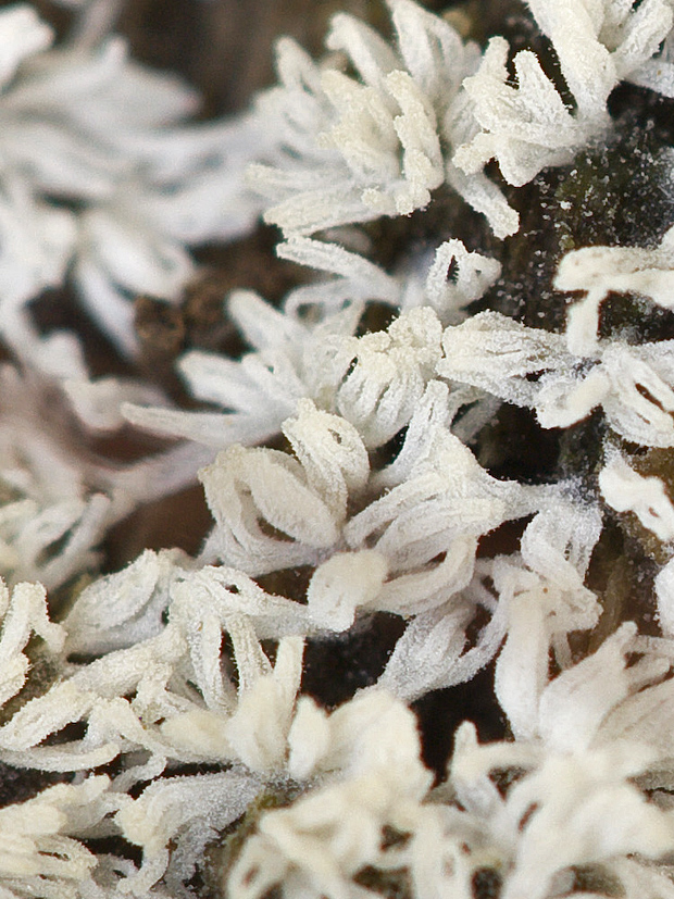 rohačka kríčkovitá Ceratiomyxa fruticulosa var. fruticulosa.