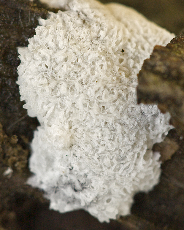 rohačka kríčkovitá Ceratiomyxa fruticulosa var. fruticulosa (O.F. Müll.) T. Macbr