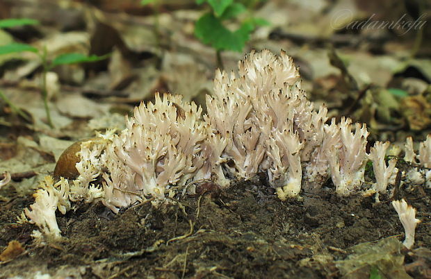 konárovka hrebenitá Clavulina coralloides (L.) J. Schröt.