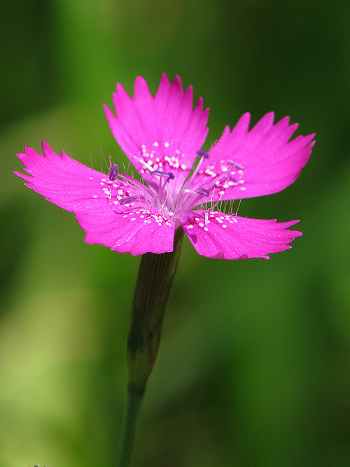 klinček slzičkový Dianthus deltoides L.