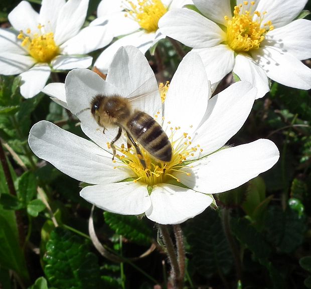 dryádka osemlupienková Dryas octopetala L.