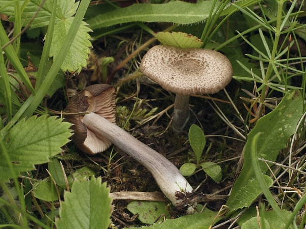 hodvábnica Entoloma sp.