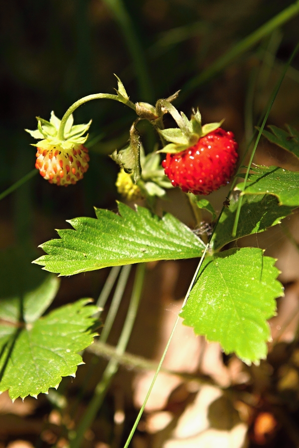 jahoda obyčajná Fragaria vesca L.