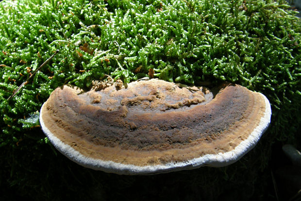 lesklokôrovka plochá Ganoderma applanatum (Pers.) Pat.