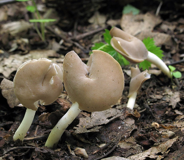 chriapač pružný Helvella elastica Bull.