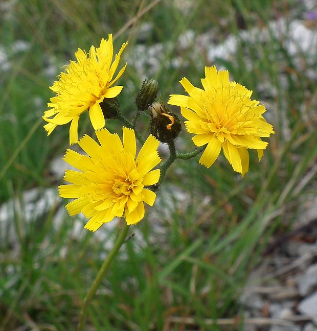 jastrabník Hieracium sp.