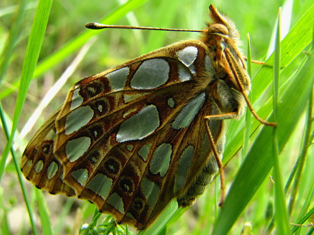 perlovec malý Issoria lathonia