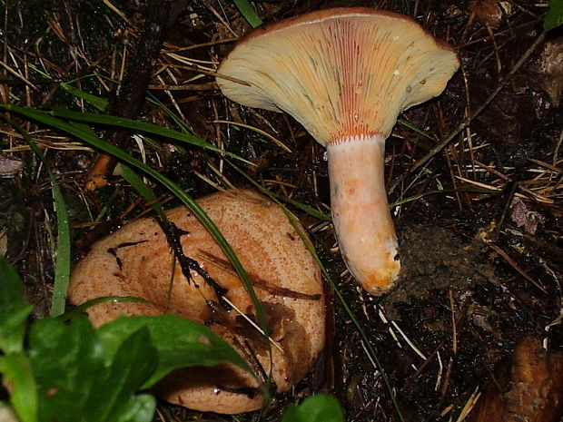 rýdzik pravý Lactarius deliciosus (L.) Gray