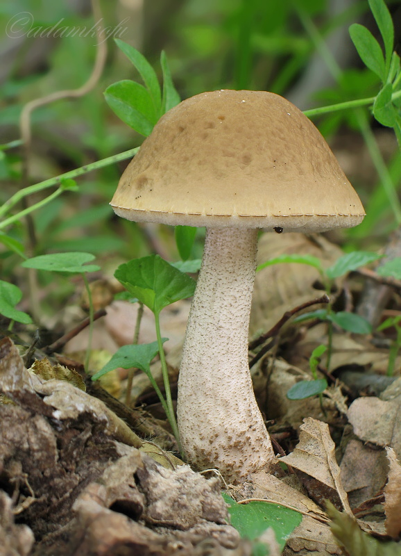 kozák hrabový Leccinum pseudoscabrum (Kallenb.) Šutara