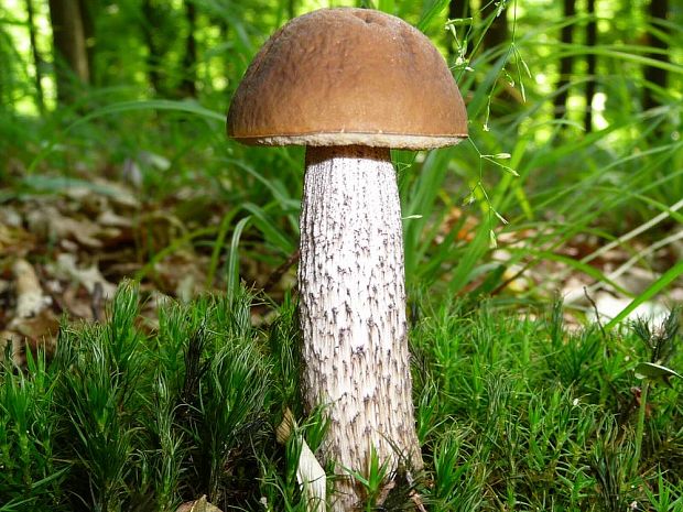 kozák hrabový Leccinum pseudoscabrum (Kallenb.) Šutara