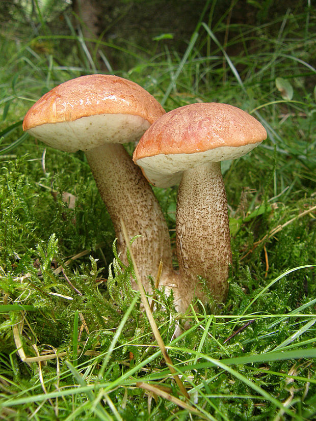 kozák Leccinum sp.