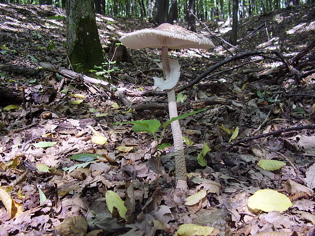 bedľa vysoká Macrolepiota procera (Scop.) Singer