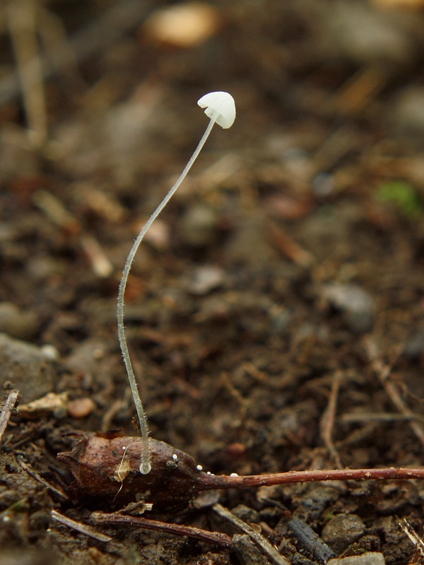 prilbička? Mycena ?