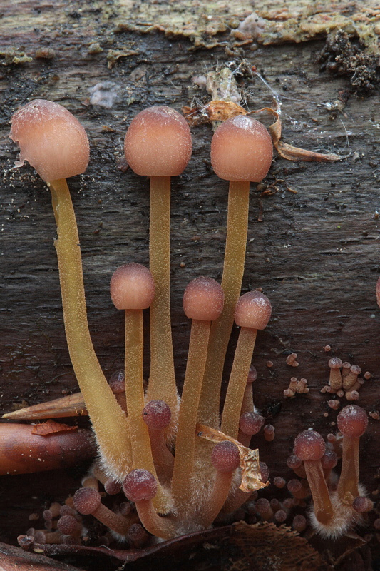 prilbička žltohlúbiková Mycena renati Quél.