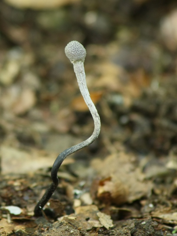 žezlovka bystrušková Ophiocordyceps entomorrhiza (Dicks.) G.H. Sung, J.M. Sung, Hywel-Jones & Spatafora