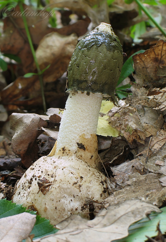 hadovka smradľavá Phallus impudicus L.