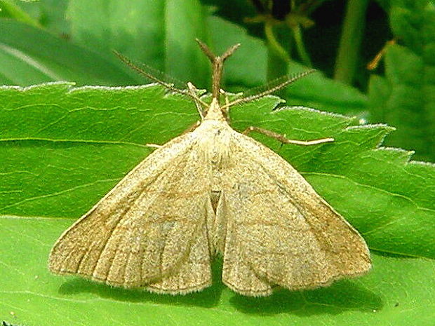 pamora hmatadlová (samček) Polypogon tentacularia Linnaeus 1758