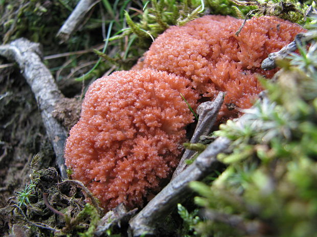 strapačka koralovitá Ramaria botrytis (Pers.) Ricken