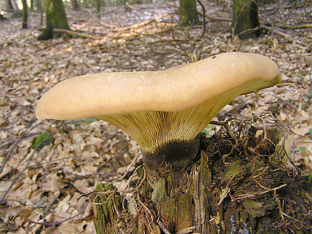 čechračka tmavohlúbiková Tapinella atrotomentosa (Batsch) Šutara