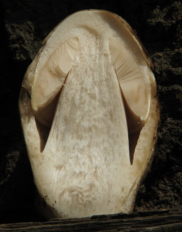 pošvovec stromový Volvariella bombycina (Schaeff.) Singer