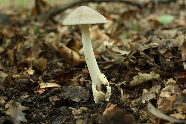 pošvovec ? Volvariella sp.?