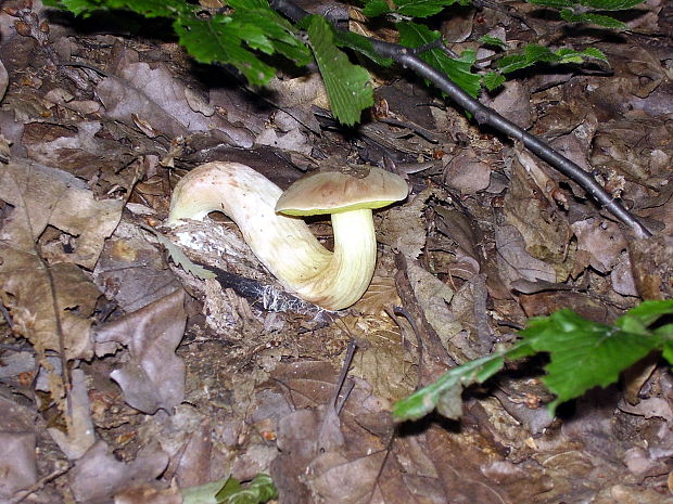 suchohríb plstnatý Xerocomus subtomentosus L.