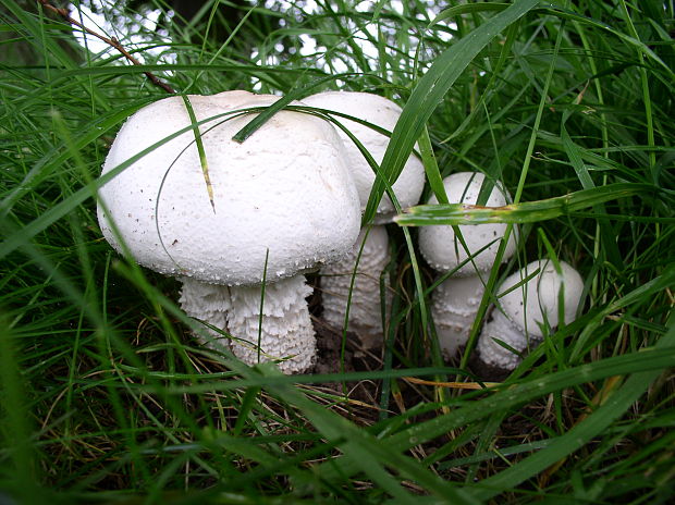 pečiarka Agaricus sp.