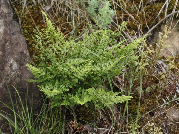 sleziník hadcový Asplenium cuneifolium Viv.