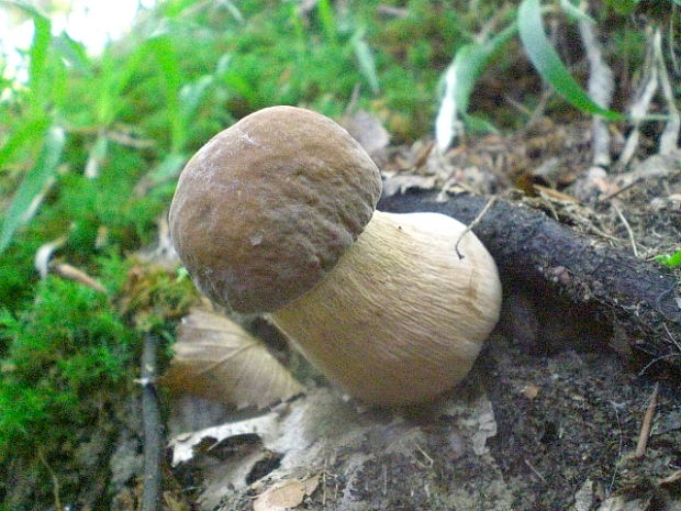 hríb dubový Boletus reticulatus Schaeff.