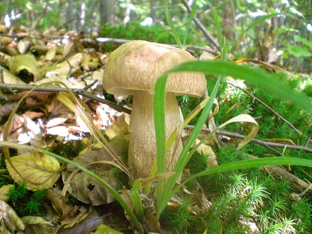 hríb dubový Boletus reticulatus Schaeff.