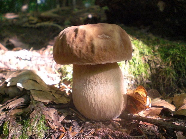 hríb dubový Boletus reticulatus Schaeff.