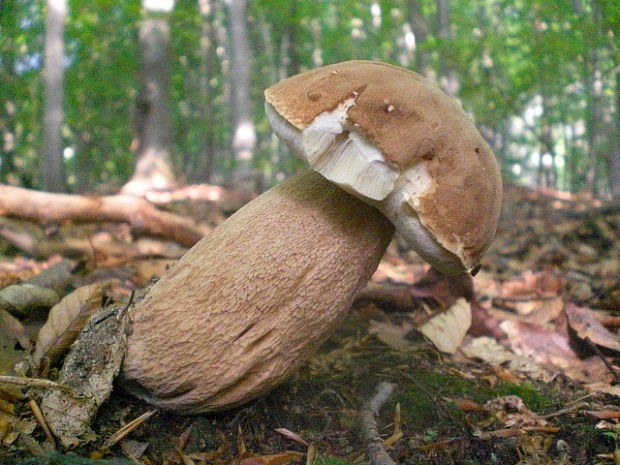 hríb dubový Boletus reticulatus Schaeff.