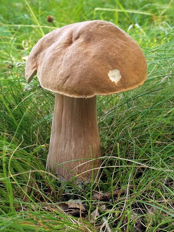 hríb dubový Boletus reticulatus Schaeff.