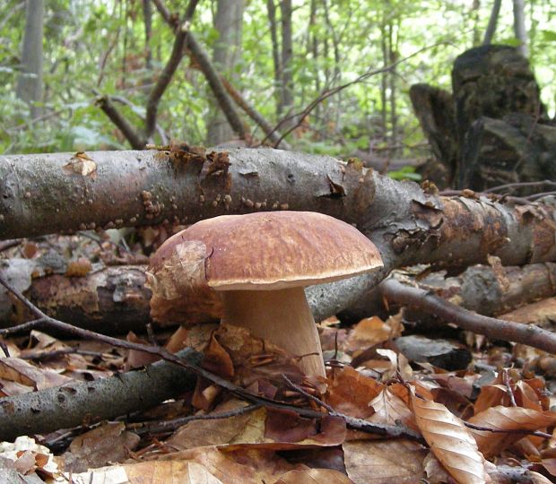 hríb dubový Boletus reticulatus Schaeff.