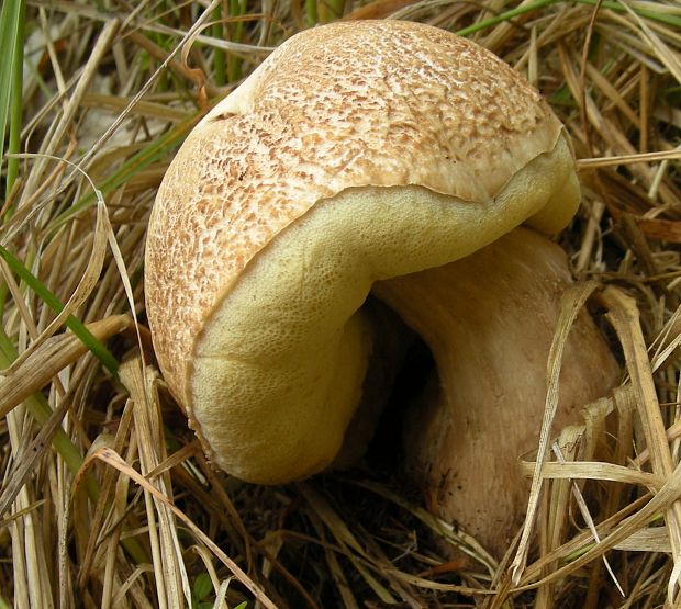 hríb dubový Boletus reticulatus Schaeff.