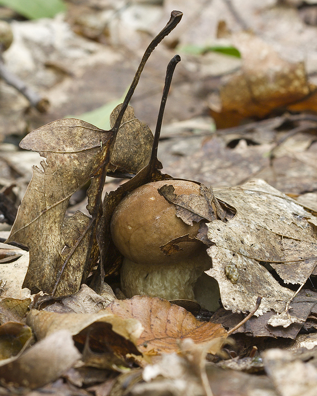 hríb dubový Boletus reticulatus Schaeff.