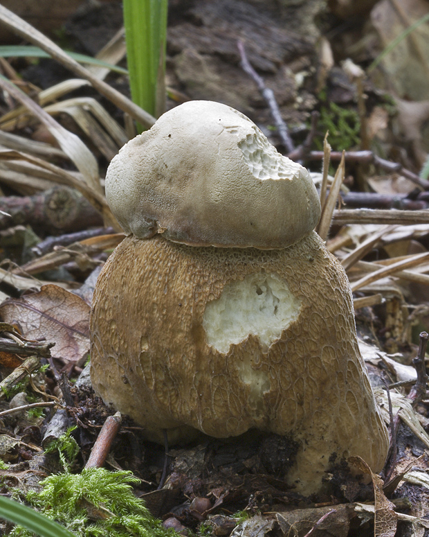 hríb dubový Boletus reticulatus Schaeff.