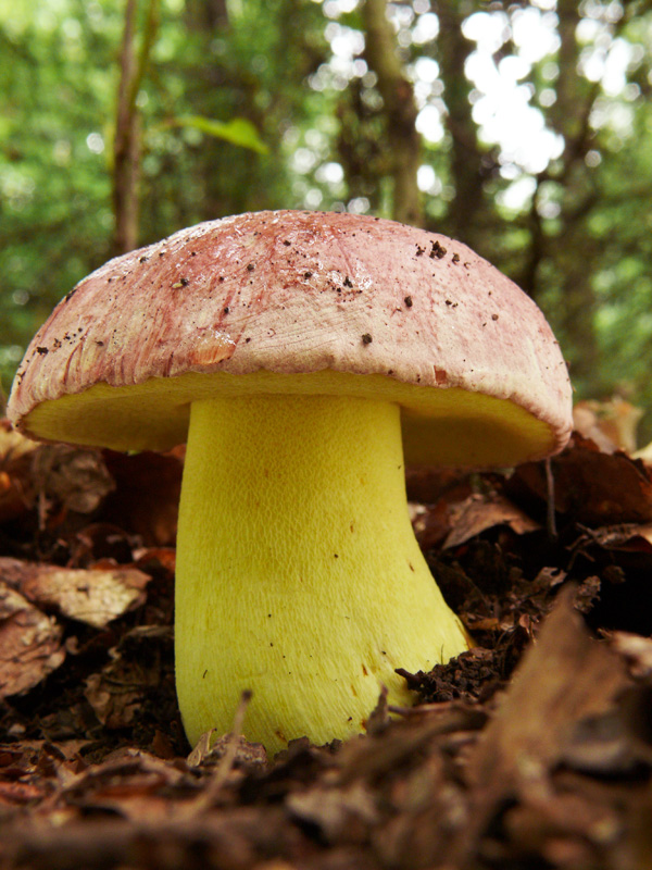 hríb kráľovský Butyriboletus regius (Krombh.) D. Arora & J.L. Frank